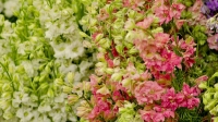 Anchorage/Alaska Flower Wholesale - Cedars Wholesale Floral Imports