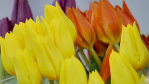 Anchorage Flower Wholesale
