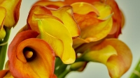 Anchorage/Alaska Flower Wholesale - Cedars Wholesale Floral Imports