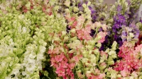 Anchorage/Alaska Flower Wholesale - Cedars Wholesale Floral Imports