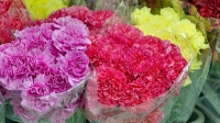 Anchorage/Alaska Flower Wholesale - Cedars Wholesale Floral Imports