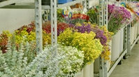 Anchorage/Alaska Flower Wholesale - Cedars Wholesale Floral Imports